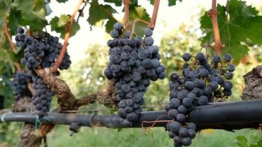 Üzüm Güney İtalya hasat
