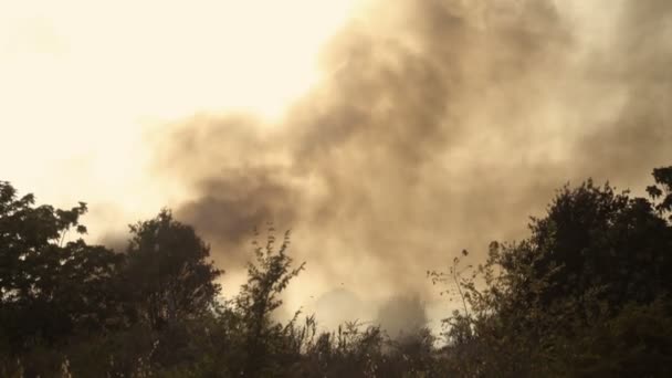 Fuego ardiendo en el bosque de pinos — Vídeo de stock