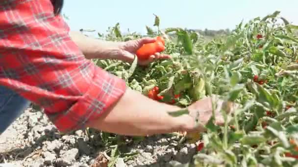 La mano de la mujer recogiendo tomates — Vídeo de stock