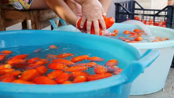 Frau wäscht Tomaten — Stockvideo