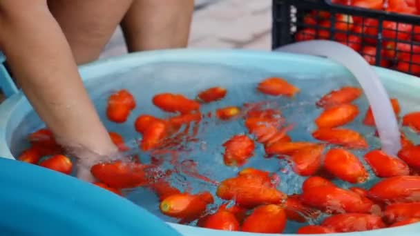 Vrouw wassen tomaten — Stockvideo