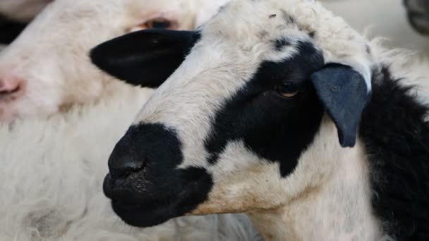 Moutons blancs et noirs 