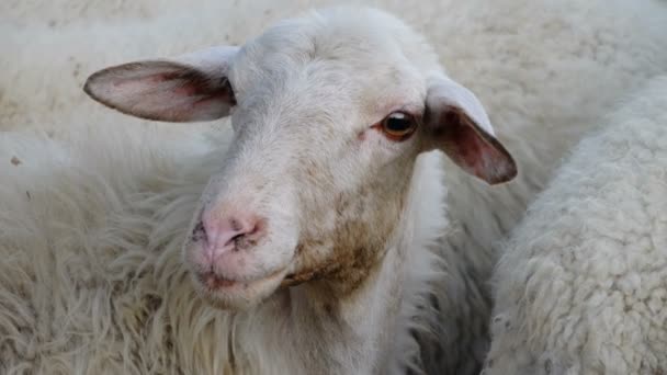 Moutons blancs tendres  