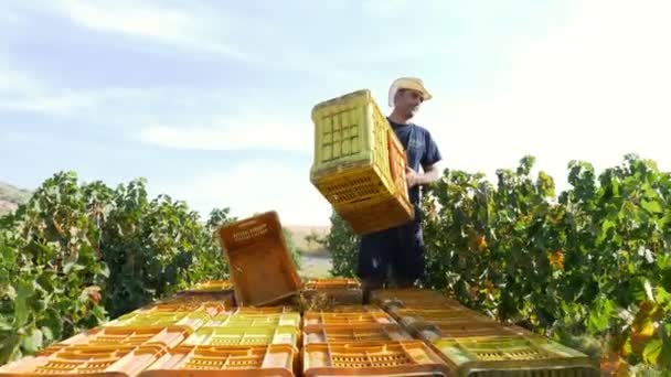 Farmer throwing empty boxes in the vineyard — Stock Video