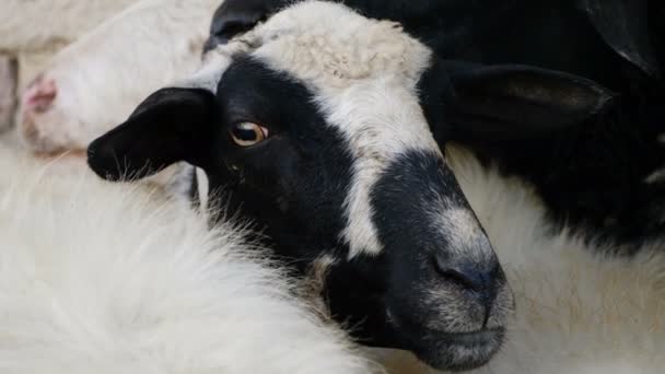 Black and white sheep's face — Stock Video