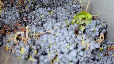 Basınla üzüm sıkmak