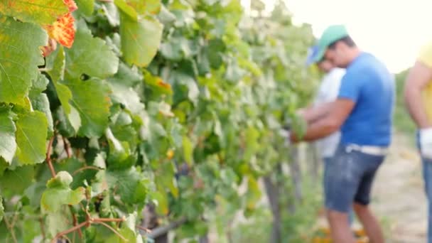 Фермеры собирают фиолетовый виноград — стоковое видео