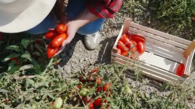 Domates toplayan kadın.