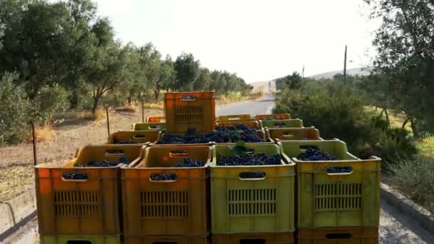 Primer plano en el transporte de cajas de uva — Vídeo de stock