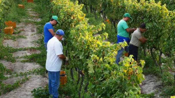 Agriculteurs travaillant dans le vignoble — Video