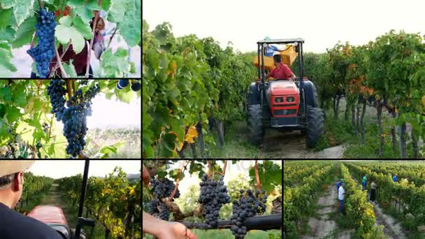 Samenstelling van wijn-Italiaanse traditie oogsten van druiven - maken — Stockvideo