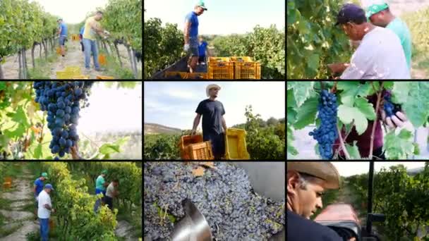 Samenstelling op oogsten van druiven maken wijn — Stockvideo