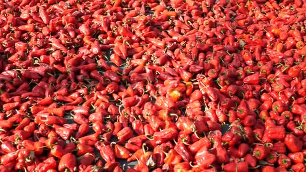 Wide expanse of dried chillies — Stock Video