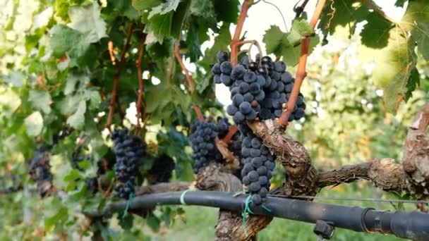 Farmer's ruční řezání fialové grapevine — Stock video