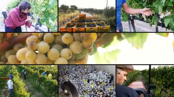 Multiscreen de trabalho em vinhedo- Colheita de uvas — Vídeo de Stock
