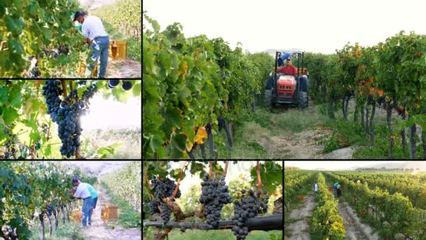 Composition of Harvesting Grapes- Making wine- Italian tradition — Stock Video