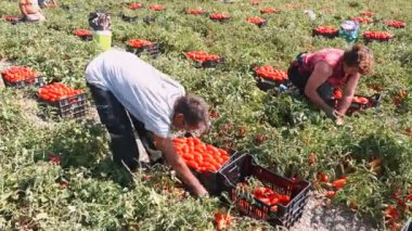 Domates hasat portresi