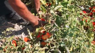 Domates hasat üzerinde kapat