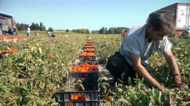 Çiftçi taze domates topluyor.
