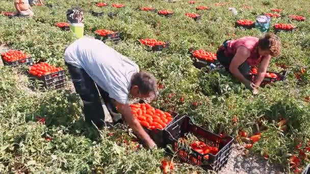 Portret van tomaten oogsten — Stockvideo