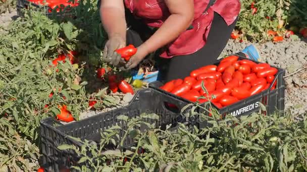 Stara kobieta zbieranie pomidory w południu Włoch — Wideo stockowe