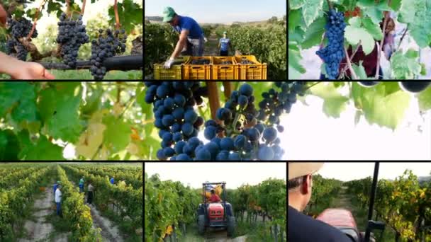 Multiscreen on Harvesting grapes in vineyard — Stock Video