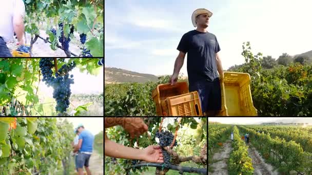 Multisburgh em trabalhar em vinhedo- Colheita de uvas — Vídeo de Stock