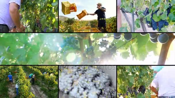 Мультиэкран о производстве вина - Выращивание винограда в виноградниках - Юг Италии — стоковое видео