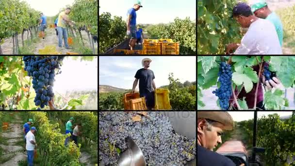 Мультискрин о выращивании винограда: фермеры за работой — стоковое видео
