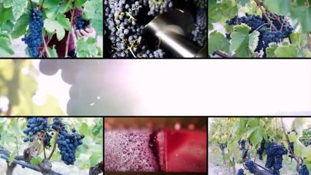 Multipantalla sobre la producción de vino en el sur de Italia — Vídeo de stock