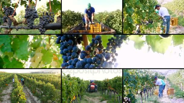 Multipantalla de trabajo en viña - Cosecha de uvas — Vídeo de stock