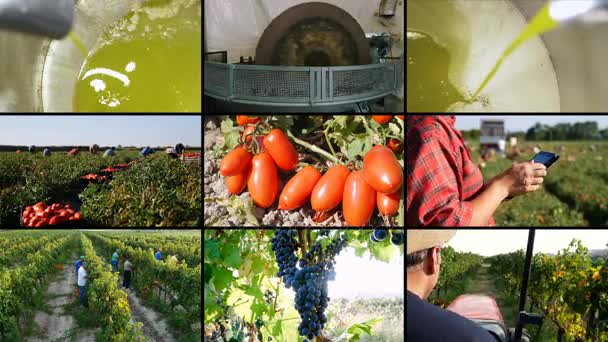 Multiscreen Agricultura Sul Itália Tradições Italianas — Vídeo de Stock