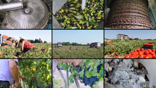 Multiscreen Agricultura Sul Itália Azeite Tomate Uvas — Vídeo de Stock