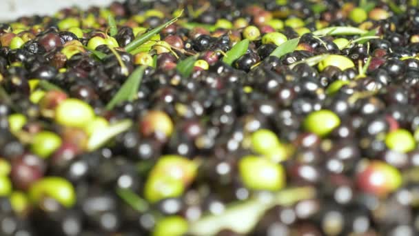 Weite Von Frisch Gepflückten Oliven — Stockvideo