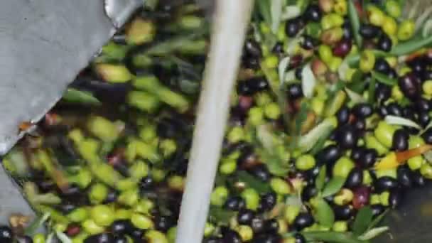 Olie Olive Productie Verse Olijven Olive Press — Stockvideo