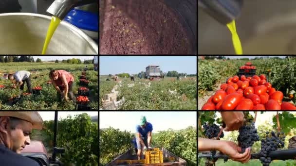 Mutiscreen Tomatoes Grapes Harvesting Making Olive Oil — Stock Video