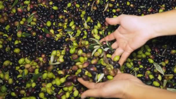 Manos Mujer Tomando Aceitunas Frescas Cerca — Vídeos de Stock