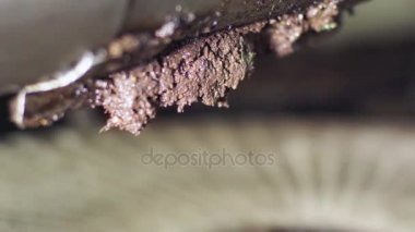 motoru kırıcı için yapmak-zeytin yağı Güney İtalya yapma