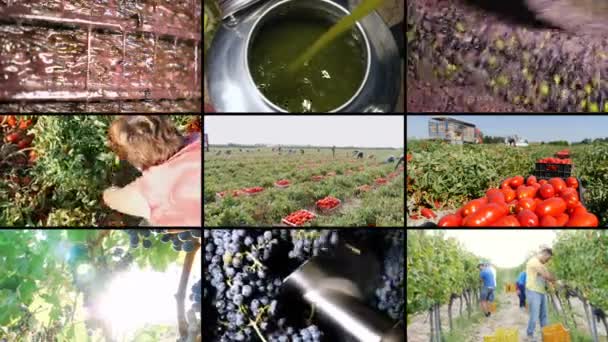 Multischermo Sull Agricoltura Nel Sud Italia Tradizioni Italiane — Video Stock