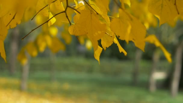 秋の木の葉 悲しみ — ストック動画
