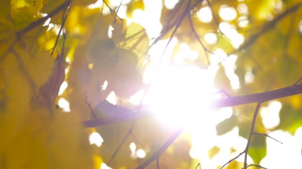 Луч Солнца Между Листьями Осенью — стоковое видео