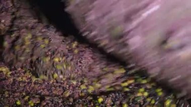 Taze zeytin yapımı zeytinyağı basarak