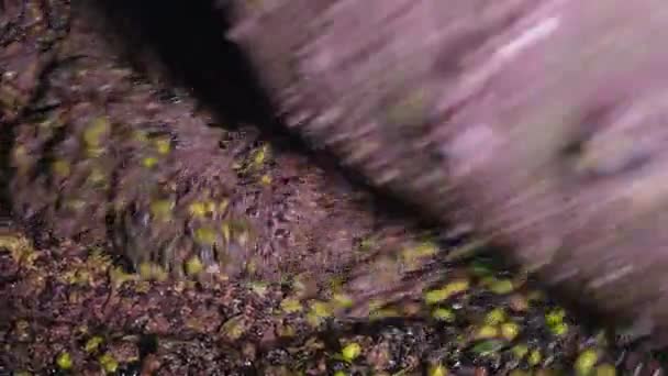 新鮮なオリーブのオリーブ オイルを押すと — ストック動画