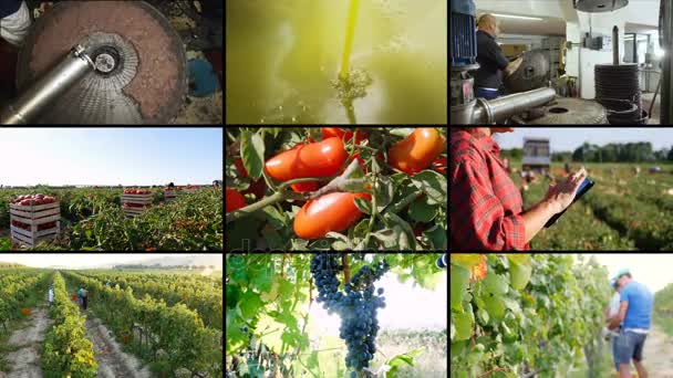 传统意大利食品 西红柿 — 图库视频影像