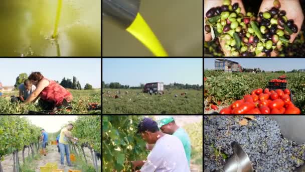 Composição Agricultura Tradicional Sul Itália — Vídeo de Stock