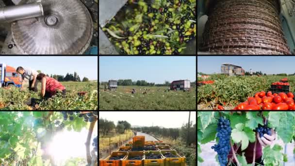 ぶどう狩り トマトの収穫 およびオリーブ オイル生産 マルチ スクリーン — ストック動画