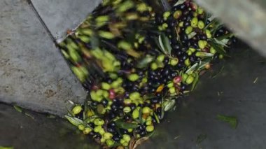 taze hasat zeytin kırıcı sıkılmış