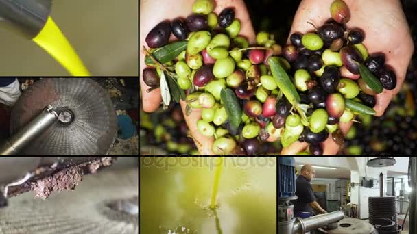Composition Production Huile Olive Dans Sud Italie — Video
