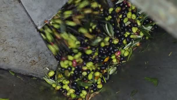 Olive Fresche Raccolte Vengono Spremute Nel Frantoio — Video Stock