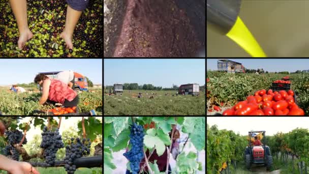 イタリア オリーブ オイル 南の農業のマルチ スクリーン トマト ブドウ — ストック動画